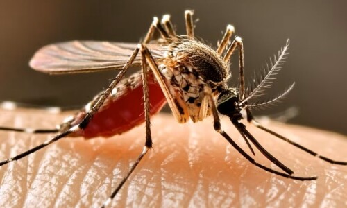 Misure di prevenzione, sorveglianza e risposta alla circolazione del virus West Nile, trasmesso dalla zanzara Culex.